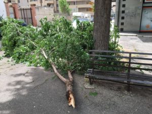 Cade un ramo in Piazza San Francesco: ferita una ragazza